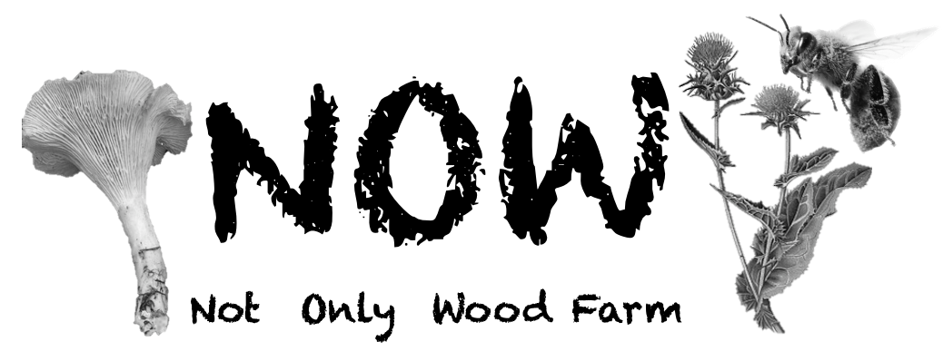 NOW Not only wood website